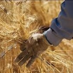 داود علیزاده